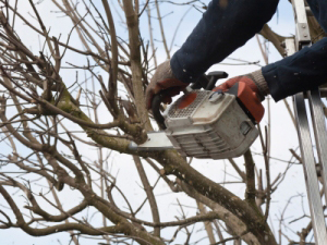 Jewett City, Norwich, CT. Tree Trimmers Insurance